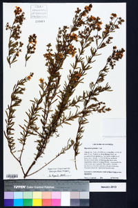 Hypericum galioides image