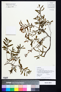 Hypericum galioides image