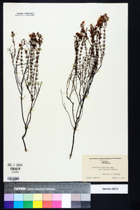 Hypericum galioides image