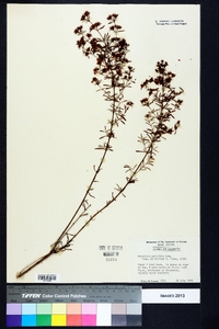 Hypericum galioides image