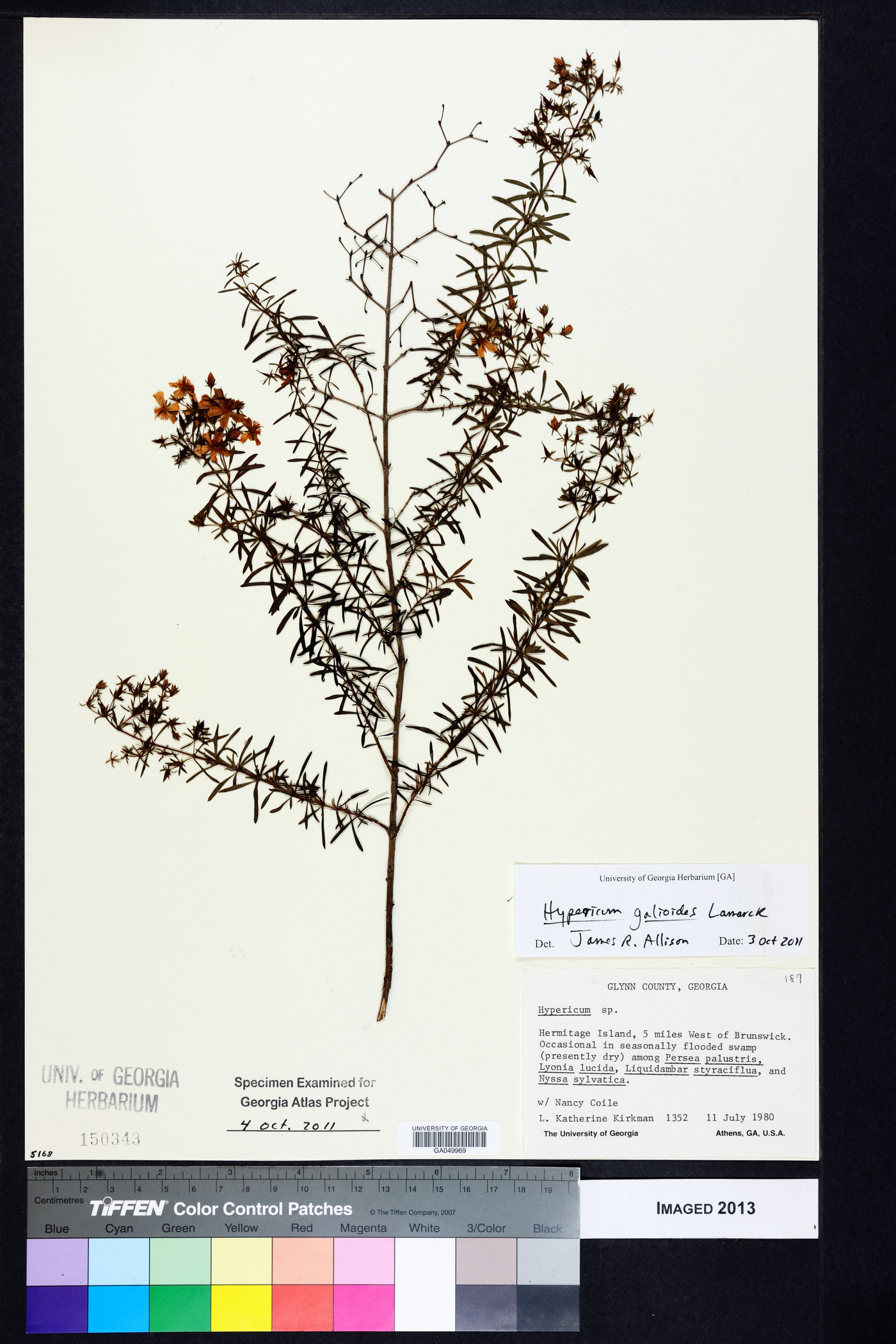 Hypericum galioides image