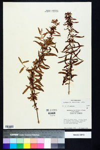 Hypericum galioides image