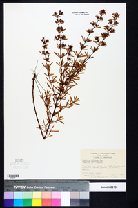 Hypericum galioides image