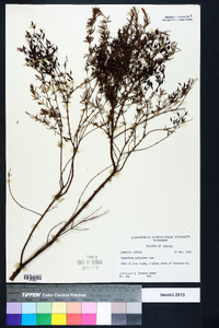 Hypericum galioides image