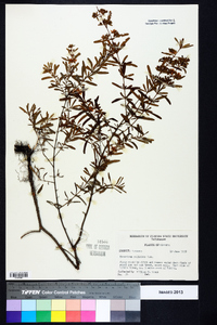 Hypericum galioides image