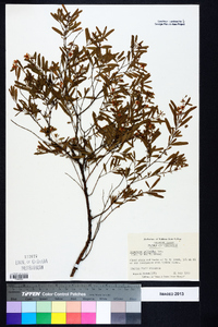 Hypericum galioides image