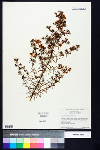 Hypericum galioides image