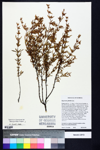 Hypericum galioides image