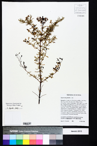 Hypericum galioides image