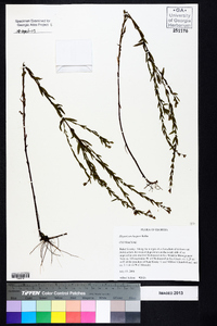 Hypericum harperi image