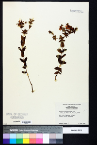 Hypericum myrtifolium image