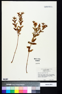 Hypericum myrtifolium image