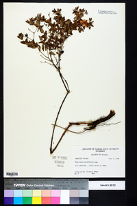 Hypericum myrtifolium image