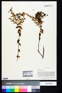 Hypericum myrtifolium image