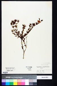 Hypericum myrtifolium image