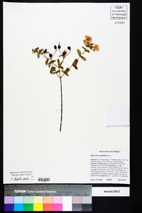 Hypericum myrtifolium image