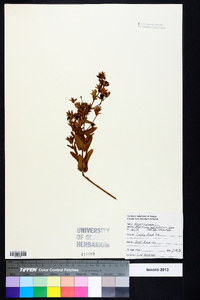 Hypericum myrtifolium image