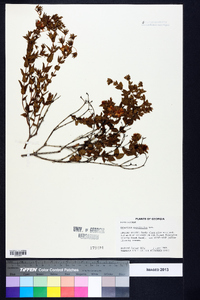 Hypericum myrtifolium image