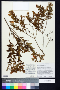 Hypericum myrtifolium image