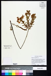 Hypericum myrtifolium image