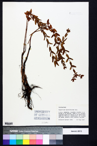 Hypericum myrtifolium image