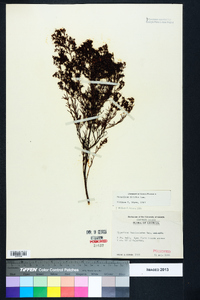 Hypericum nitidum image