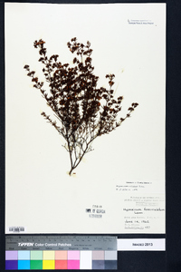 Hypericum nitidum image