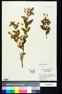 Hypericum nudiflorum image