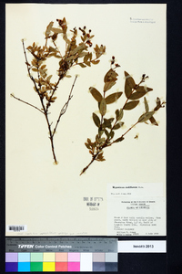 Hypericum nudiflorum image