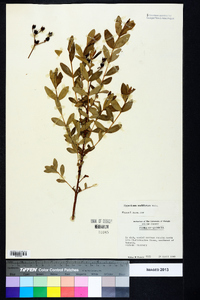 Hypericum nudiflorum image