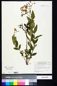 Hypericum nudiflorum image