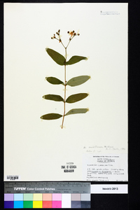 Hypericum nudiflorum image