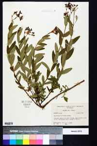 Hypericum nudiflorum image