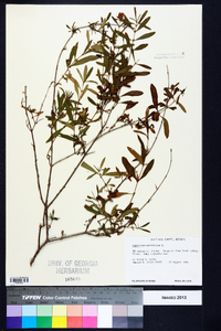 Hypericum prolificum image