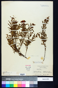 Hypericum prolificum image