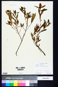 Hypericum prolificum image