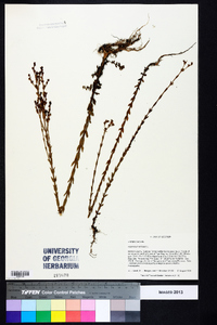 Hypericum setosum image