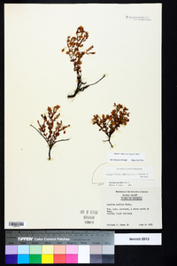 Hypericum suffruticosum image