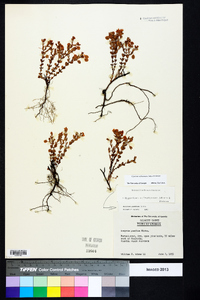 Hypericum suffruticosum image