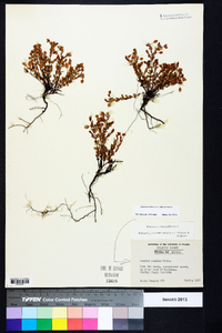 Hypericum suffruticosum image