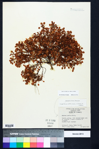 Hypericum suffruticosum image