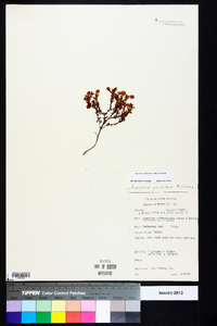 Hypericum suffruticosum image