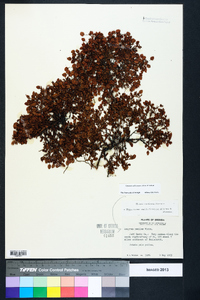 Hypericum suffruticosum image