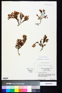 Hypericum suffruticosum image