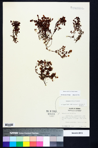 Hypericum suffruticosum image