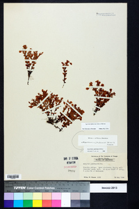 Hypericum suffruticosum image