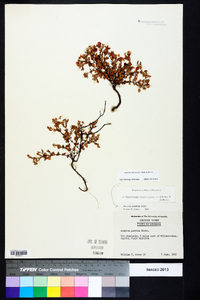 Hypericum suffruticosum image