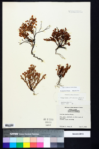 Hypericum suffruticosum image