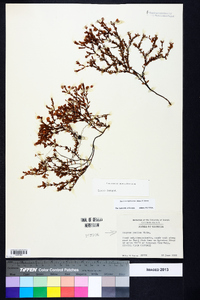 Hypericum suffruticosum image