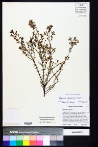 Hypericum piriai image